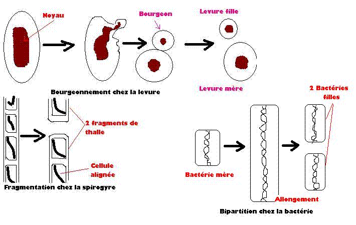 Reproduction asexuée