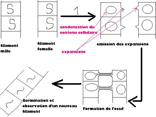 Cycle de reproduction de la spirogyre
